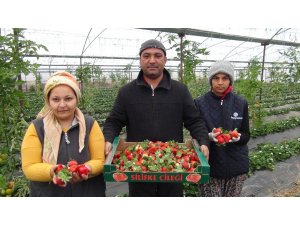 Silifke’de kış ortasında çilek hasadı