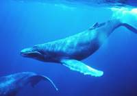 Balinaların dışkısı faydalı!