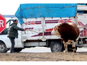 900 kiloluk kızgın boğa trafiği birbirine kattı