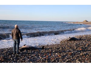 Zonguldak'ta 2 ölü yunus kıyıya vurdu