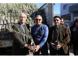 84 çiftçiye 3 bin 300 memecik zeytini fidanı dağıtıldı