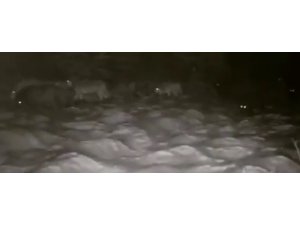 Erzurum’da aç kalan kurtlar köye indi