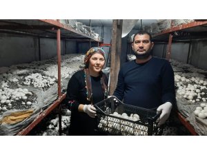 30 metrekare yerde yetiştirdikleri mantar ailenin geçim kaynağı oldu