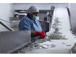 Balık varlığında şok düşüş