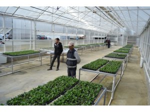 Ziraatbiyotek’in ilk meyveleri Süleymanpaşa’ya