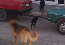 Seydişehir’de başıboş köpekler