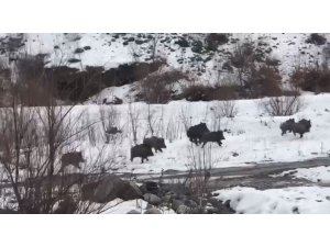 Aç kalan yabani domuzlar yerleşim alanına indi