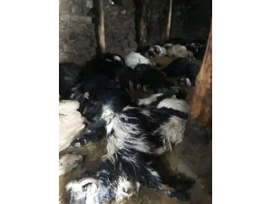 Mumdan çıkan yangında 70 hayvan telef oldu