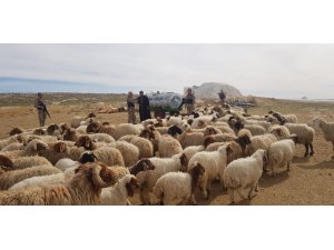 Şanlıurfa’da hayvan hırsızları tutuklandı