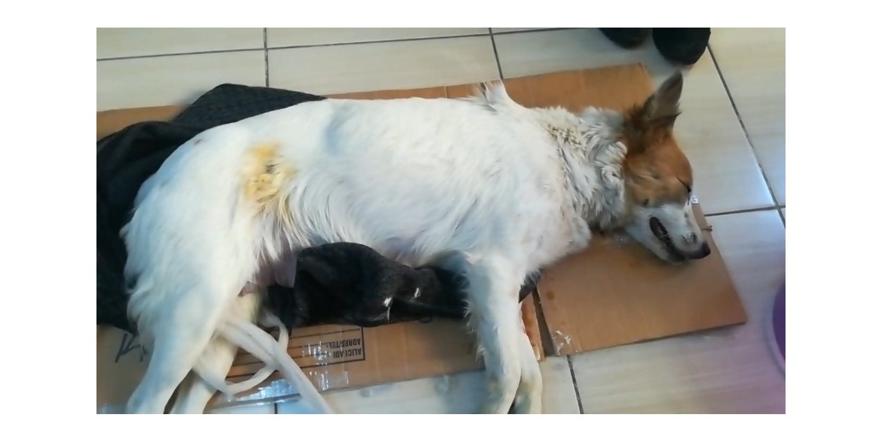 Köpeğe taş atarak ölmesine yol açan şahıs hakkında suç duyurusu
