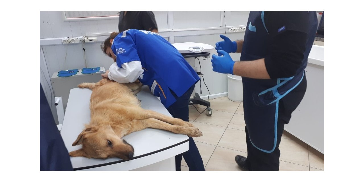 Yavruları olan anne köpek tüfekle vuruldu
