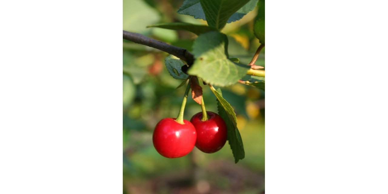 Kiraz için sigorta zamanı