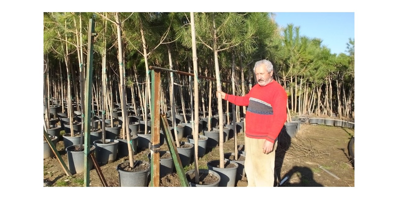 Emekli banka müdürü en büyük fıstıkçamı üreticisi oldu