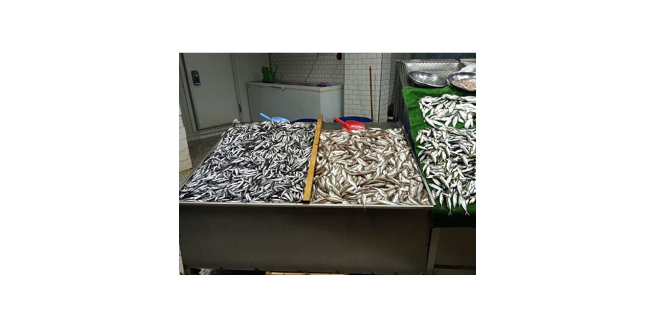 Palamutun yokluğunda vatandaş hamsiye doydu