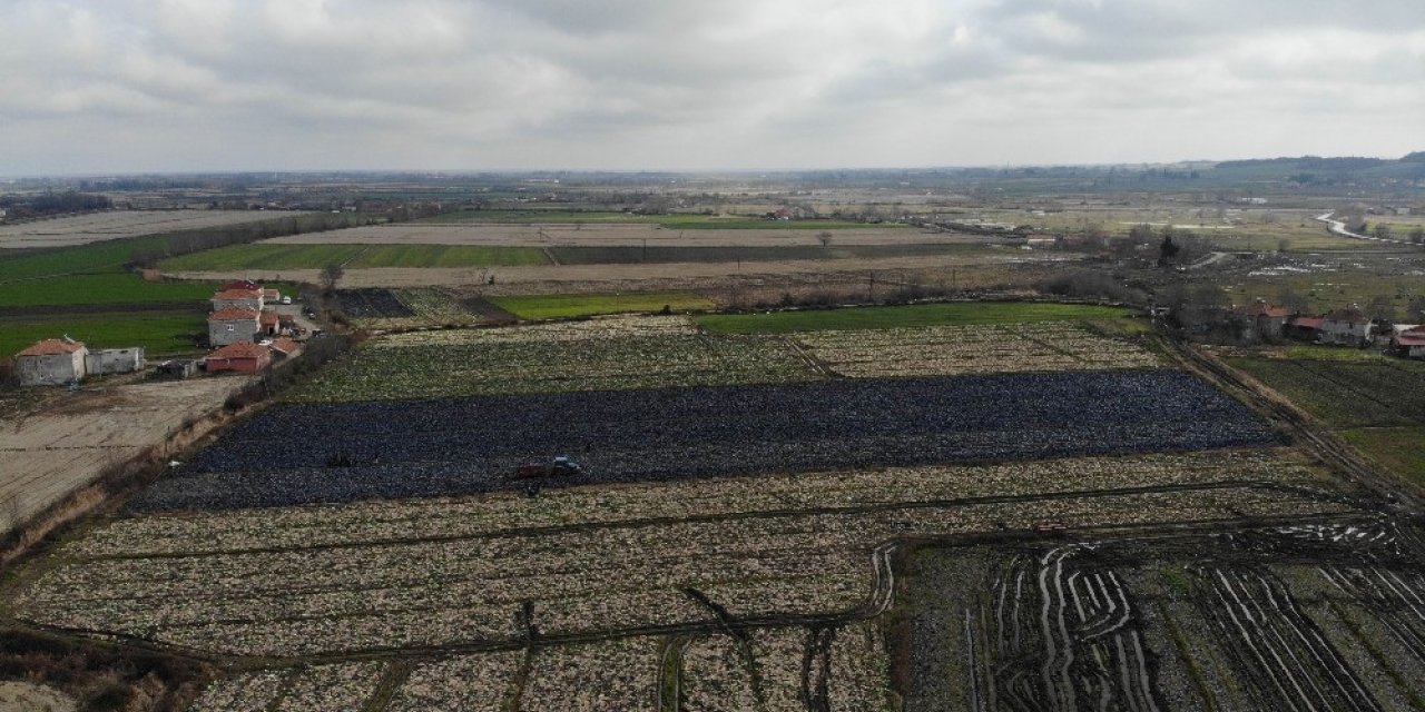 Mor lahana üreticinin elinde kaldı