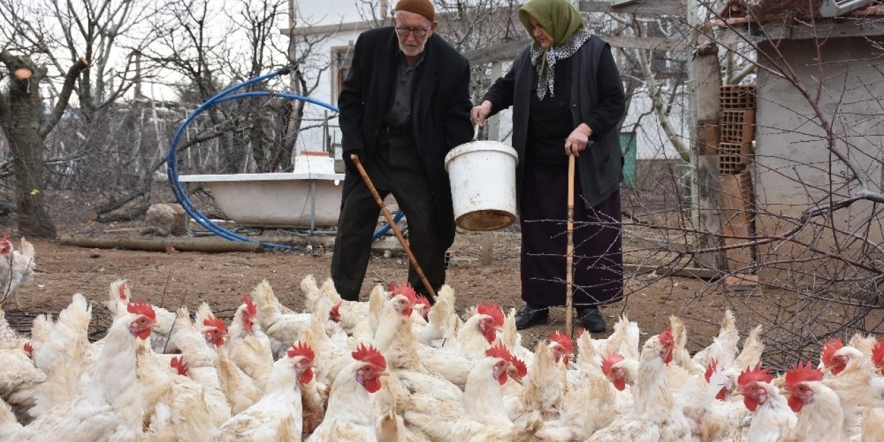 Yaşlı çift, bin tavuktan 800 adet organik yumurta üretiyor