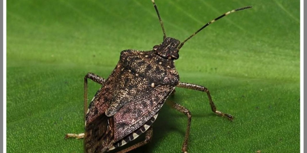 "Kahverengi Kokarca" böceği özellikle fındık bahçelerini  tehdit etmeye devam ediyor