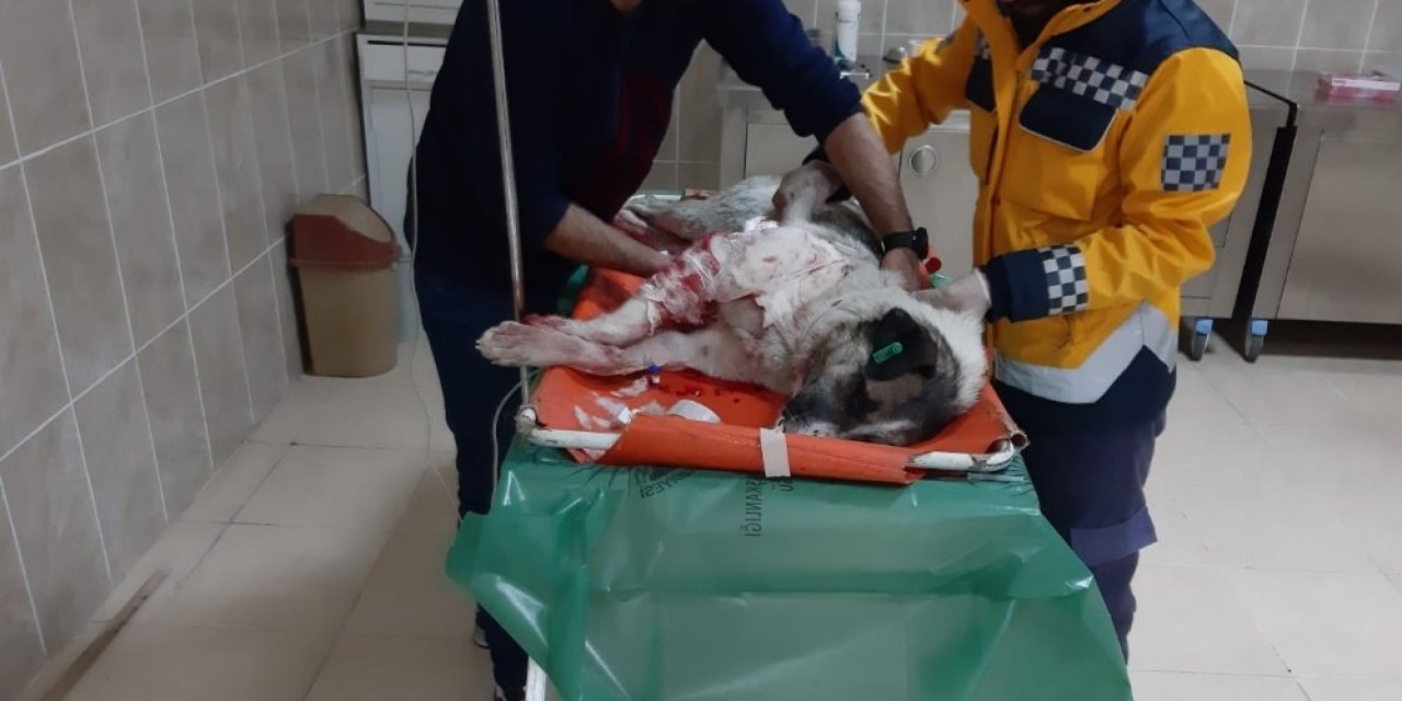 Yaralı köpeğe polis şefkati