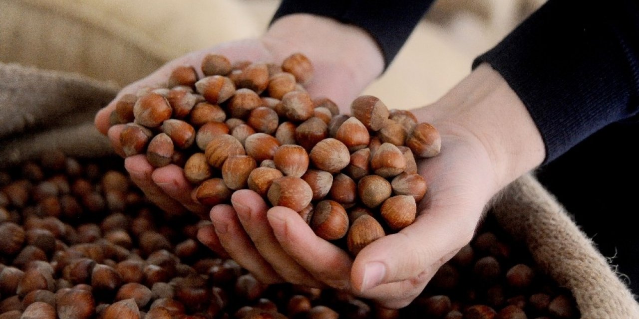 Ocak ayında 2 bin 334 bin ton fındık ihraç edildi
