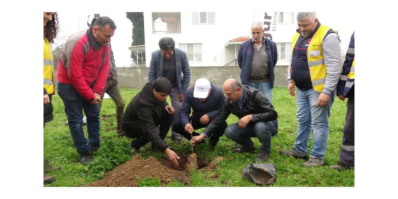 Aydınlı çiftçilere 2 bin 700 incir fidanı