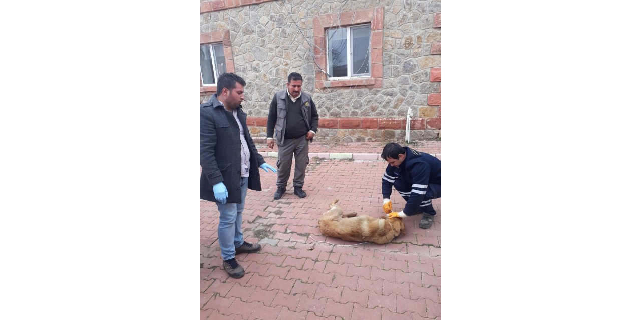 Yaralı köpeğe Kırıkkale Belediyesi sahip çıktı
