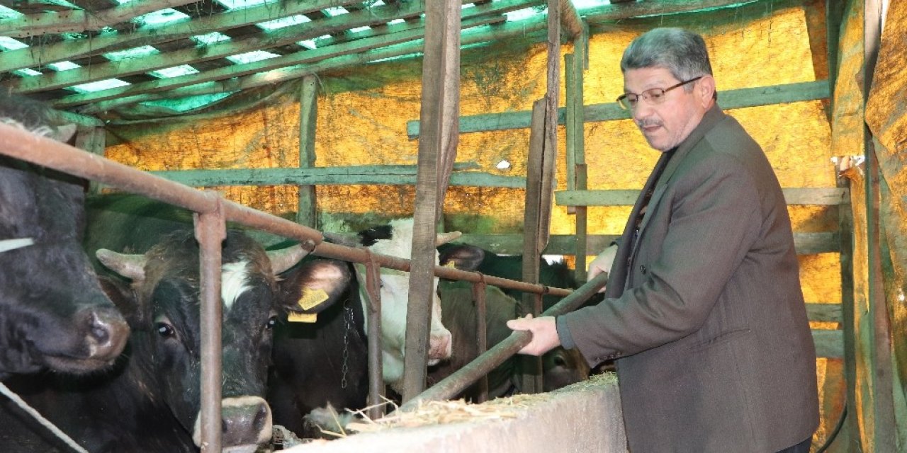 Samsun’da büyükbaş hayvan dolandırıcılığı iddiası: ’220 bin TL’lik vurgun’