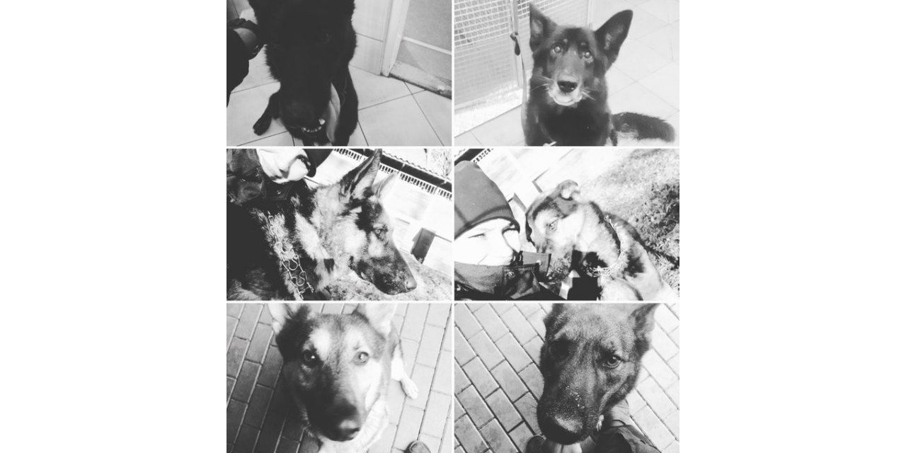 Polonya’da 6 polis köpeği feci şekilde can verdi