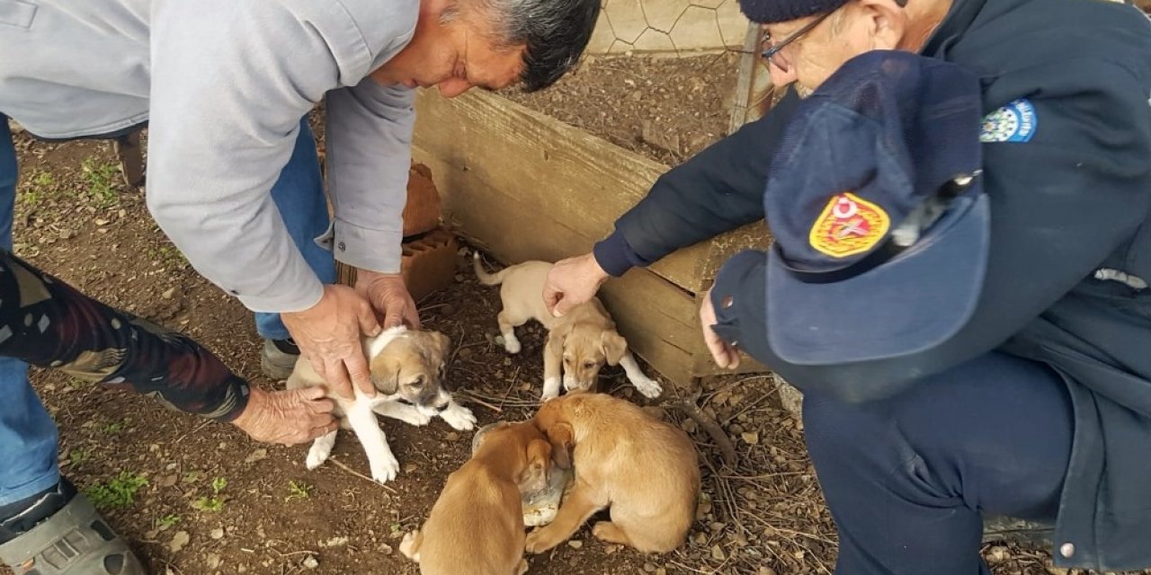 Yavru köpekler itfaiyenin yardımıyla kurtarıldı