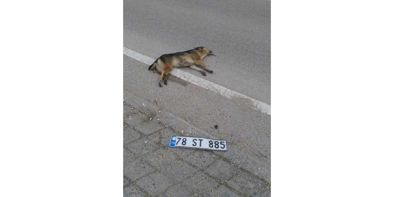 Köpeğe çarpan sürücü plakasını düşürüp kaçtı