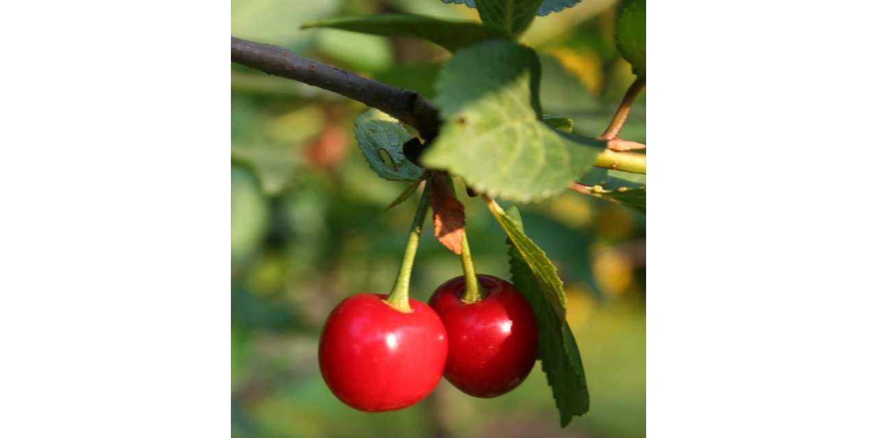 Kiraz üreticisine sigorta uyarısı