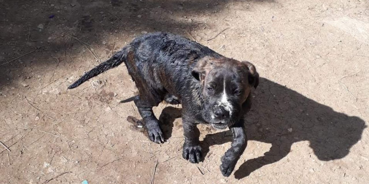 10 metrelik kuyuya düşen yavru köpeği itfaiye kurtardı