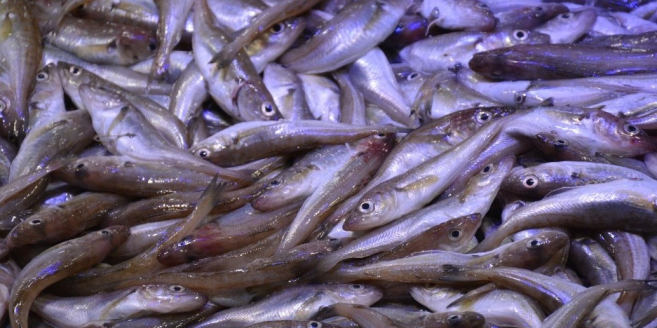 Karadeniz’de mezgit avı arttı