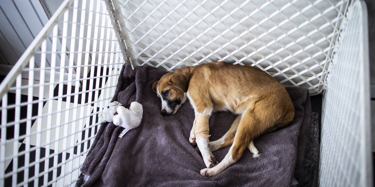 Okullu köpek "Fındık" gençlik hastalığına yakalandı
