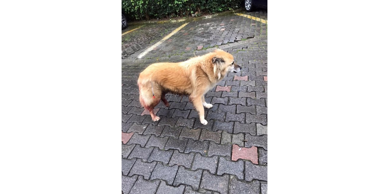 Sarıyer’de vicdansız sürücünün köpeğe çarpıp kaçtığı anlar kamerada