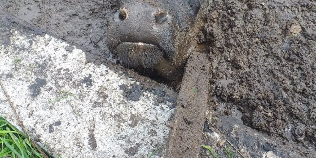 Prina havuzuna düşen inek kurtarıldı