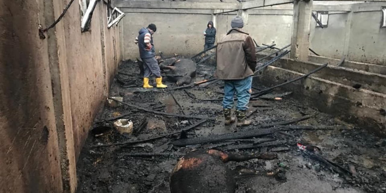 Ordu’da ahır yangınında 13 hayvan telef oldu