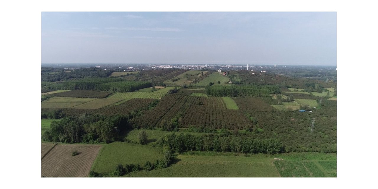 Çarşamba Ovası ‘orman’ oluyor