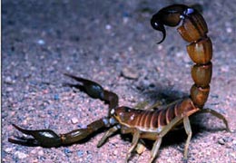 Akrep ve arı soktuğunda ne yapmalı?