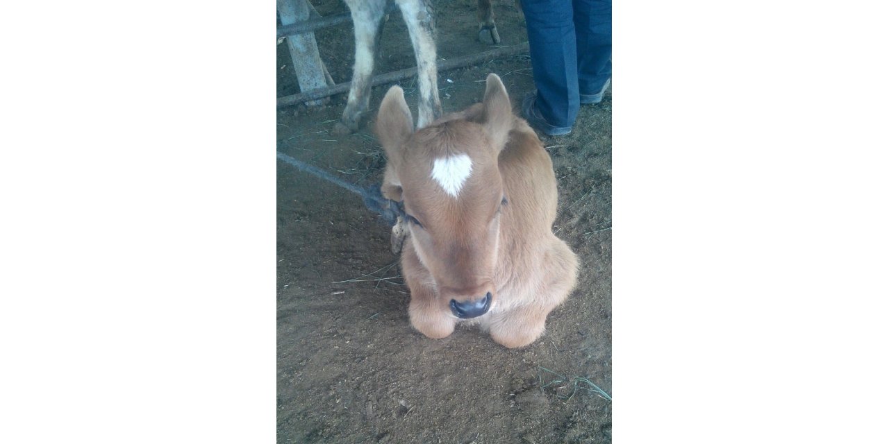 Iğdır Canlı Hayvan Borsası açılıyor
