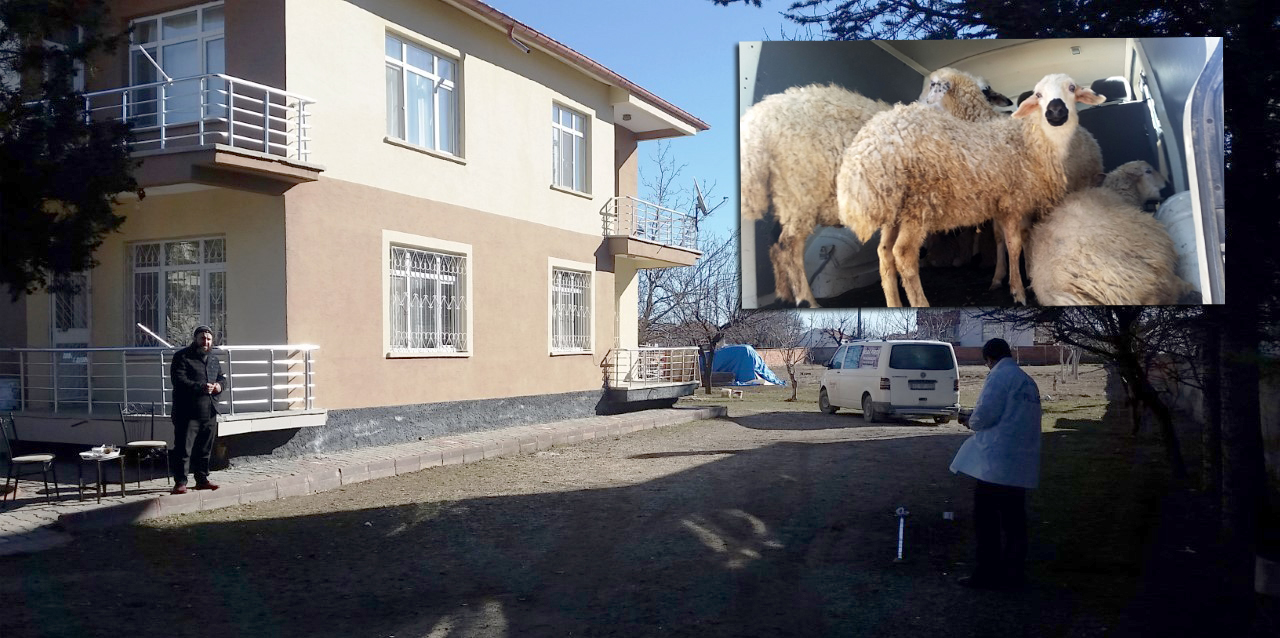 Çalınan kuzular polisin takibi sonrasında bulundu