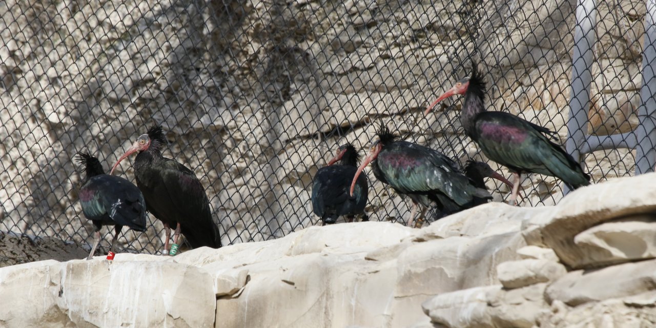 Koruma çalışmaları sayesinde Birecik'teki kelaynak sayısı artıyor
