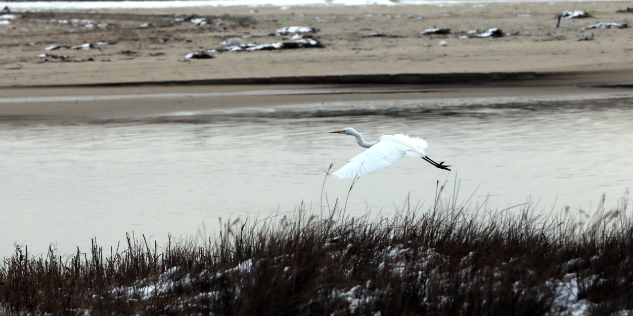 "Türkiye'nin Kuşları" kitabıyla 485 kuş türünü doğaseverlere tanıtacaklar