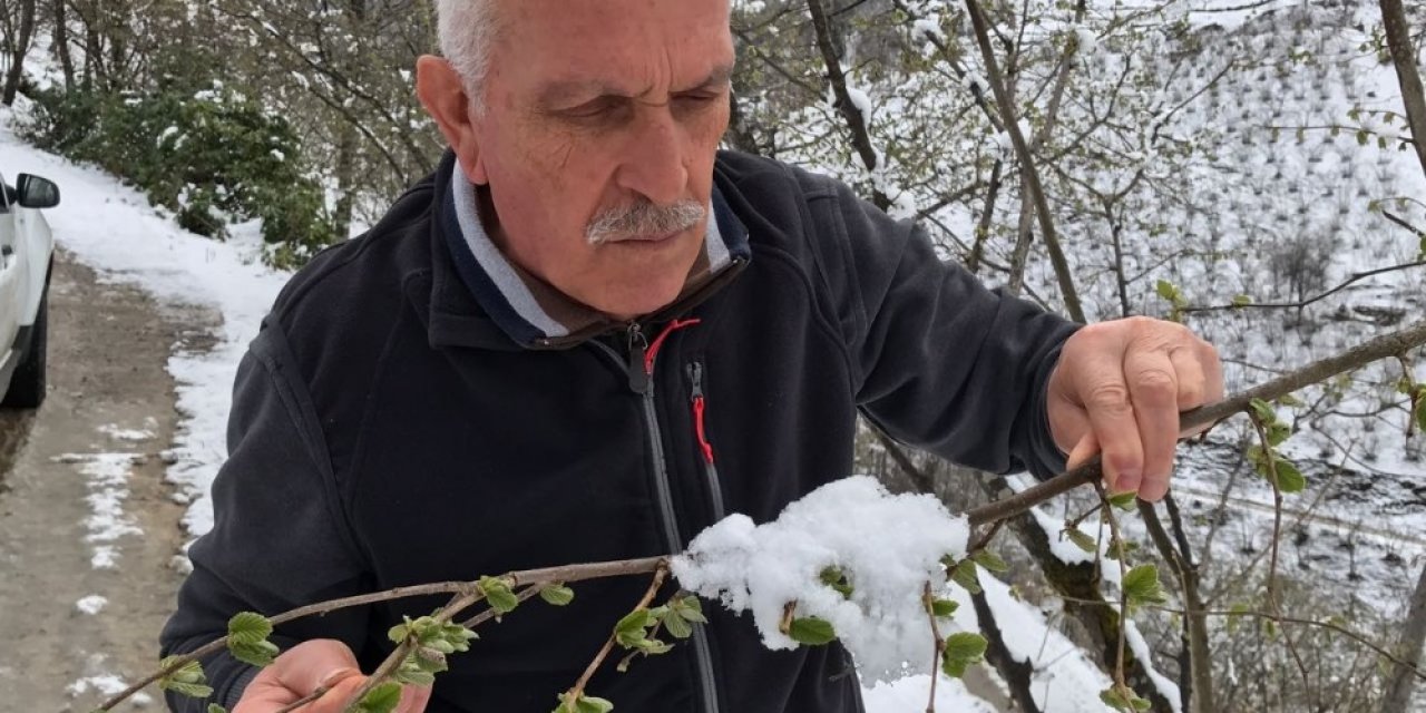 Kar fındığa yaradı