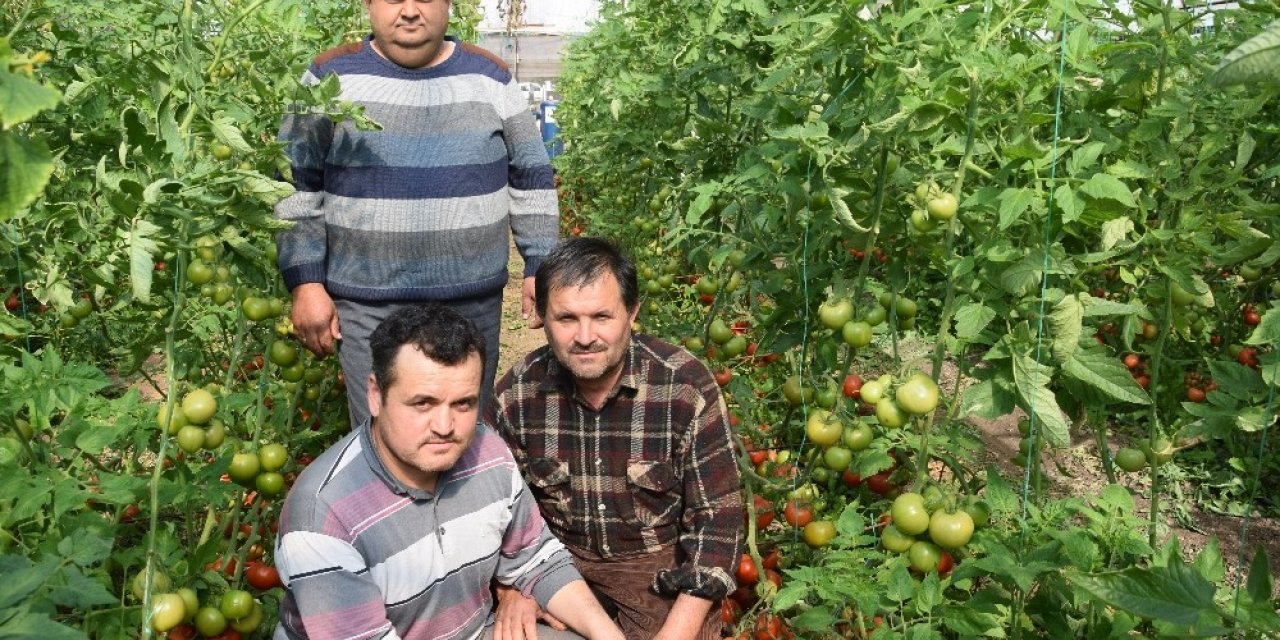 Domateste kota artırımı haberi Kumlucalı üreticileri sevindirdi