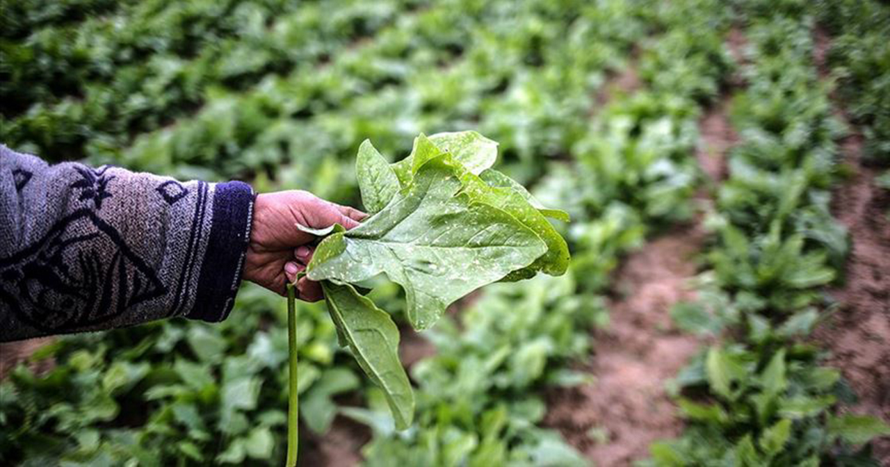 Siyonist İsrail Gazze'ye böcek ilacı sıkıyor!