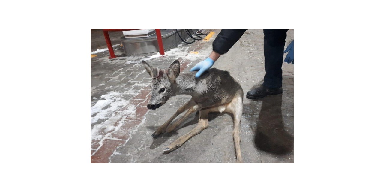 Bolu’da, kaza geçiren yavru gazelle, ormancılar tarafından kurtarıldı