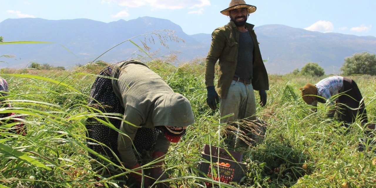 Aydın’da mevsimlik tarım işçilerinin günlük yevmiyesi yüzde 17 arttı