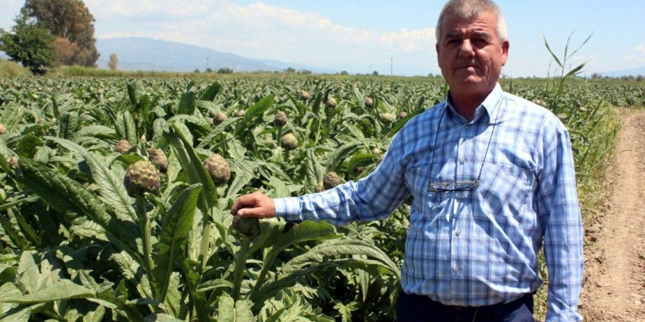 Karaciğer dostu enginarı don vurdu