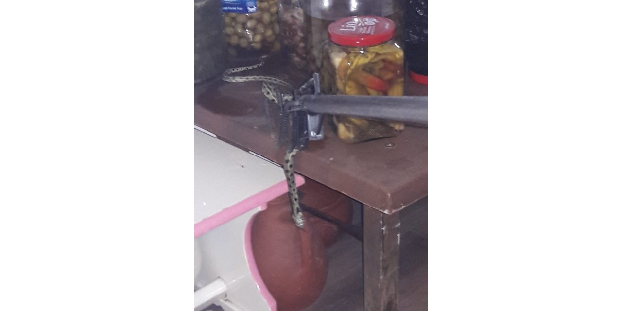 Fethiye’de itfaiyeden yılan yakalama operasyonu