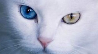 Ankara ile Van arasında kedi krizi!